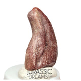 J223 - Top Rare Killer Unidentified Theropod Dinosaur Claw - Lower Cretaceous Elrhaz Fm