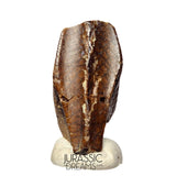 J490 - Large Edmontosaurus Hadrosaurid "duck-billed" Ornithopod Dinosaur Tooth - Lance Creek Fm