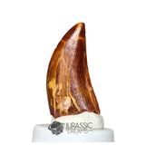 20317 - Gem Grade Carcharodontosaurus saharicus Dinosaur Tooth