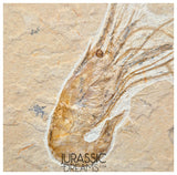 S378 - Nicely Preserved Large Fossil Shrimp "Carpopenaeus sp" - Cretaceous from Lebanon