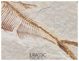 S323 - Nicely Preserved Association of 2 "Diplomystus dentatus" Fossil Fishes - Eocene Age from USA