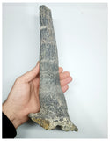 1175 - Museum Grade Unique Spicomellus afer Oldest Ankylosaurian Dinosaur Dermal Spike - El Mers Fm