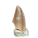 S217 - Top Rare Majungasaurus crenatissimus Abelisaurid Dinosaur PREMAXILLARY Tooth