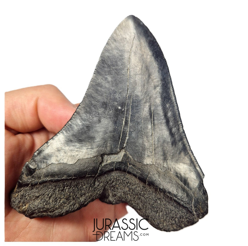 J404 - Outstanding Huge Black Serrated Megalodon Shark Tooth - South Carolina