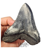 J404 - Outstanding Huge Black Serrated Megalodon Shark Tooth - South Carolina