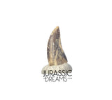S417 - Top Rare Acheroraptor temertyorum (Dromaeosaurid Raptor Theropod) Dinosaur Tooth - Lance Creek Fm