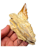 J483 - Nicely Preserved Basilosaurid cf Pappocetus (Whale Ancestor) Molar Tooth in Partial Dentary Bone