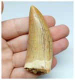 1155 - Outstanding Well Preserved Carcharodontosaurus saharicus Dinosaur Tooth