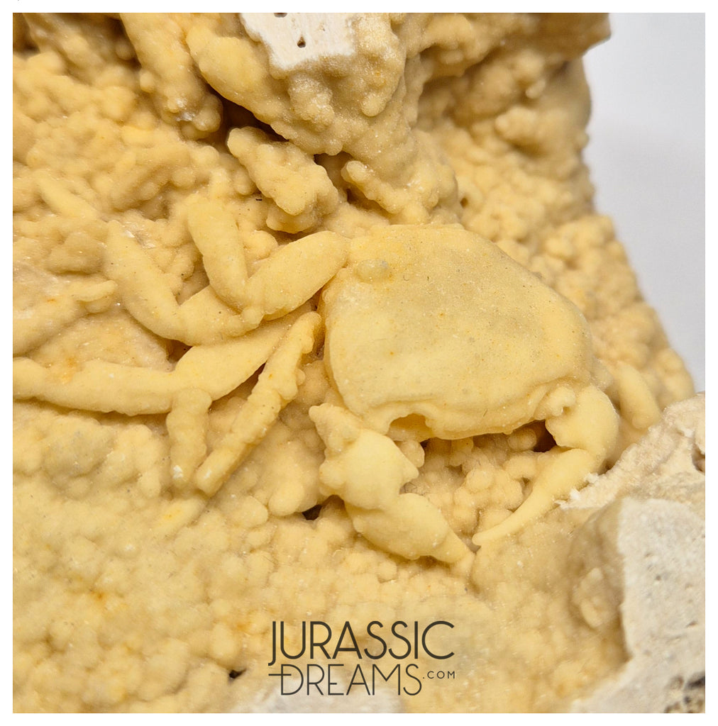 J85 - Top Fossil Crab (Potamon) Preserved in Travertine - Turkey Location