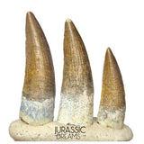 S261 - Set of 3 Juvenile Suchomimus tenerensis Spinosaurid Dinosaur Teeth - Finest Quality