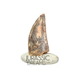 S187 - Gem Grade Abelisaurid (cf Rugops sp) Dinosaur Tooth - Cretaceous KemKem Beds