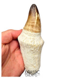S249 - Stunning Enormous Prognathodon Curii (Mosasaur) Rooted Tooth - Late Cretaceous Rare Mosasaur Species