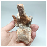 1117 - Complete  Unidentified Crocodile Dorsal Vertebra Bone Late Cretaceous