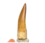 S416 - Stunning Large Zarafasaura oceanis (Elasmosaur) Partially Rooted Tooth - Late Cretaceous