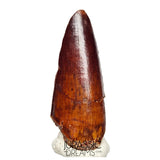 S151 - Nicely Preserved Partial Red Spinosaurus aegyptiacus Dinosaur Tooth