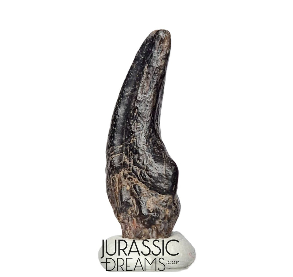 J196 - Top Rare Killer Theropod (cf Alvarezsaurid) Dinosaur Manus Claw - Lower Cretaceous Elrhaz Fm
