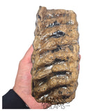 S236 - Nicely Preserved Huge Ice Age Woolly Mammoth (Mammuthus primigenius) Upper Molar Tooth