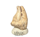 J302 - Top Rare Unidentified Theropod Dinosaur Claw - Lower Cretaceous Elrhaz Fm
