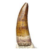 S367 - Huge Killer Suchomimus tenerensis Spinosaurid Dinosaur Tooth - VISIBLE CARINA