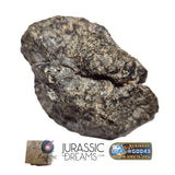 S100 -  "NWA 17660" Eucrite Polymict HED Achondrite Meteorite Half Stone 154g