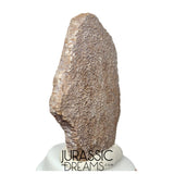 J193 - Exceedingly Rare Saltasaurus Titanosaur Egg Shell - Late Cretaceous Anacleto Fm