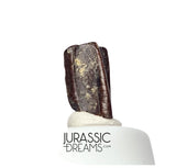 J412 - Nicely Preserved Edmontosaurus Hadrosaurid "duck-billed" Ornithopod Dinosaur Tooth - Hell Creek Fm
