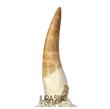 S328 - Stunning Large Zarafasaura oceanis (Elasmosaur) Partially Rooted Tooth - Late Cretaceous
