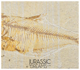 S271 - Nicely Preserved "Diplomystus dentatus" Fossil Fishs - Eocene Age from USA