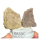 J286- Exceedingly Rare Set of 2 Large Saltasaurus Titanosaur Egg Shells - Late Cretaceous Anacleto Fm