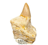 S305- Finest Grade Gavialimimus almaghribensis (Rare Mosasaur species) Tooth in Maxilla bone