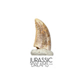 S136 - Top Rare Acheroraptor temertyorum (Dromaeosaurid Raptor Theropod) Dinosaur Tooth - Lance Creek Fm