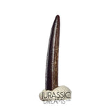 S414 - Top Pristine Nigersaurus taqueti Rebbachisaurid Sauropod Dinosaur Tooth