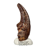 J108 - Top Rare Killer Alvarezsaurid Theropod Dinosaur Manus Claw - Lower Cretaceous Elrhaz Fm