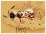 J38 - WASP Scelionidae Fossil Inclusion Genuine BALTIC AMBER + HQ Picture