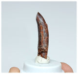 1070 -Nicely Preserved Rebbachisaurus garasbae Diplodocoid Sauropod Dinosaur Tooth