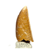 S47 - Large Serrated Majungasaurus crenatissimus Abelisaurid Dinosaur Tooth