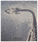 S138 - Nice Keichousaurus hui Early Triassic Marine Reptile WITH PRESERVED TEETH