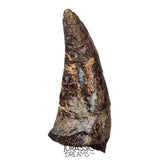 S520 - Museum Grade Rare Abelisaurid Dinosaur (cf Kryptops) Foot Claw - Elrhaz Fm