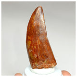 1009 - Nicely Preserved Carcharodontosaurus saharicus 2.44'' Dinosaur Tooth