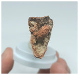1064 - Rare 3.54'' Cretaceous Azhdarchid Pterosaur Upper Jaw KemKem Beds