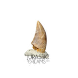 S145 - Finest Quality Dromaeosaurid Raptor Theropod Dinosaur Tooth - Judith River Fm