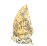 S353 - Nicely Preserved Majungasaurus crenatissimus Abelisaurid Dinosaur Tooth - Late Cretaceous