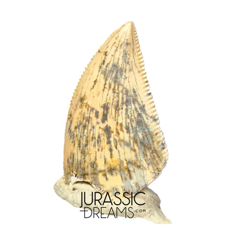 S353 - Nicely Preserved Majungasaurus crenatissimus Abelisaurid Dinosaur Tooth - Late Cretaceous