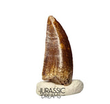 S390 - Nicely Preserved Abelisaurid (cf Rugops sp) Dinosaur Tooth - Cretaceous KemKem Beds