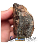 S195 -  "NWA 17596" MAIN MASS Ordinary Chondrite Type LL3 Meteorite 249g