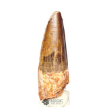 20392 - Nicely Preserved Spinosaurus aegyptiacus Dinosaur Tooth