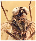 J27 - PREDATORY SNIPE FLY Rhagionidae RHAGIO Fossil Inclusion Genuine BALTIC AMBER + HQ Picture