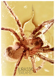 J14 - SPIDER Araneae Fossil Inclusion Genuine BALTIC AMBER + HQ Picture