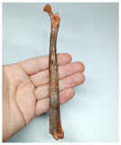 1072 - Museum Grade Unidentified Pterosaur Femur Bone Cretaceous KemKem