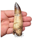 S491 - Museum Grade Fully Rooted Sarcosuchus imperator Crocodile Tooth - Cretaceous Elrhaz Fm